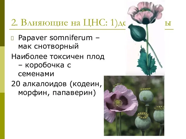 2. Влияющие на ЦНС: 1)депрессанты Papaver somniferum – мак снотворный Наиболее токсичен