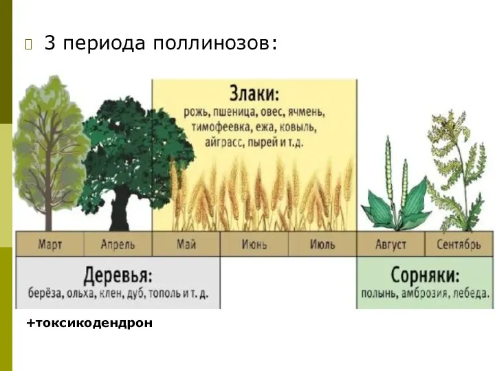 3 периода поллинозов: +токсикодендрон