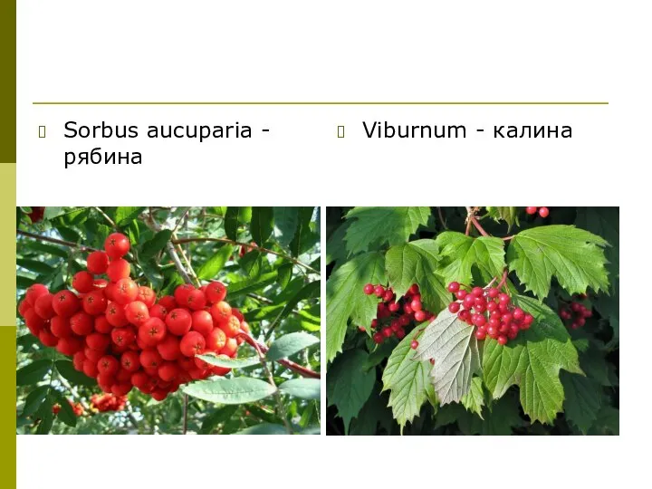 Sorbus aucuparia - рябина Viburnum - калина