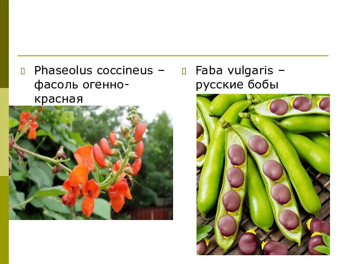 Phaseolus coccineus – фасоль огенно-красная Faba vulgaris – русские бобы