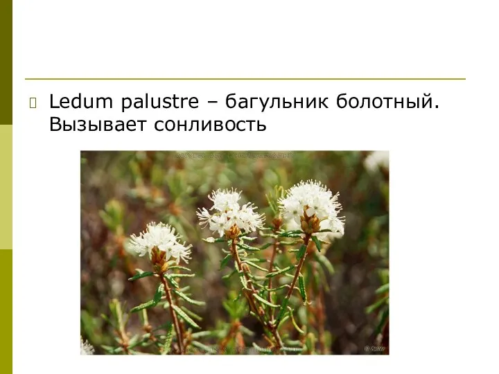 Ledum palustre – багульник болотный. Вызывает сонливость