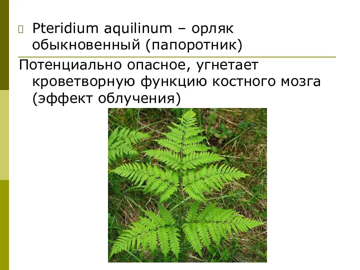 Pteridium aquilinum – орляк обыкновенный (папоротник) Потенциально опасное, угнетает кроветворную функцию костного мозга (эффект облучения)