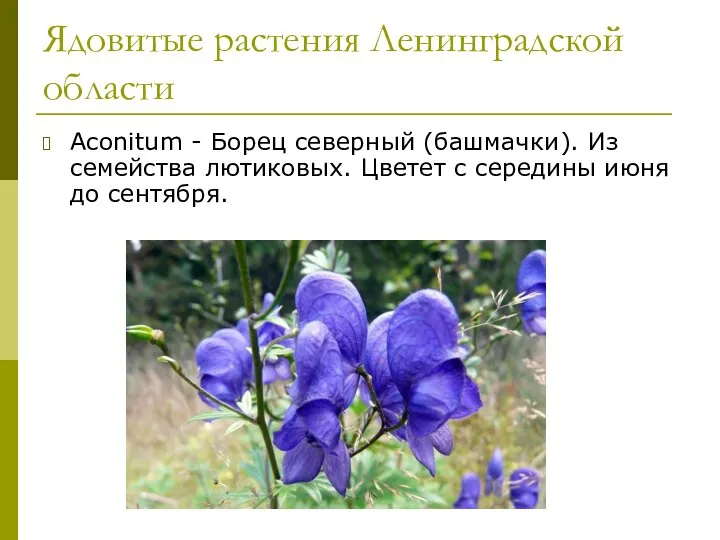 Ядовитые растения Ленинградской области Aconitum - Борец северный (башмачки). Из семейства лютиковых.