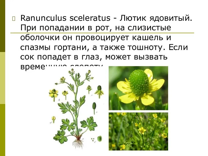 Ranunculus sceleratus - Лютик ядовитый. При попадании в рот, на слизистые оболочки