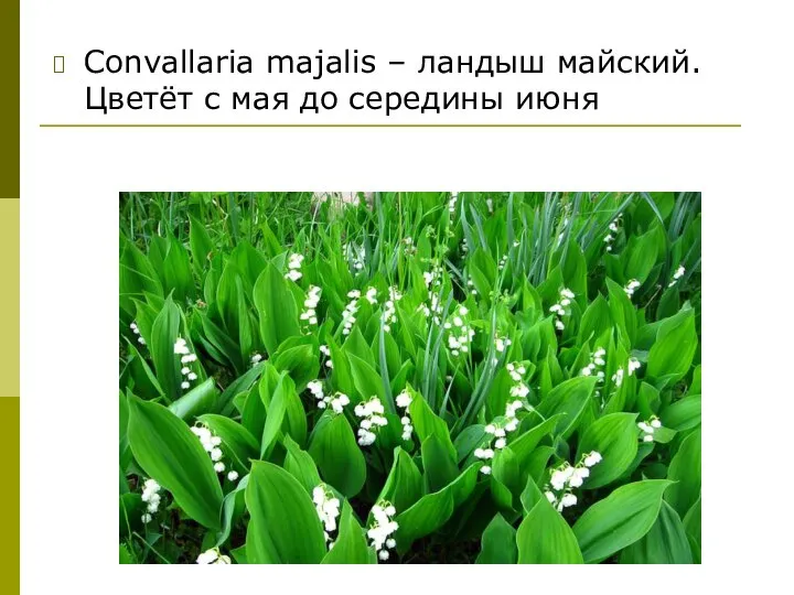 Convallaria majalis – ландыш майский. Цветёт с мая до середины июня