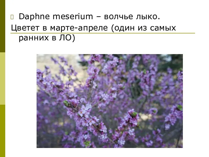 Daphne meserium – волчье лыко. Цветет в марте-апреле (один из самых ранних в ЛО)