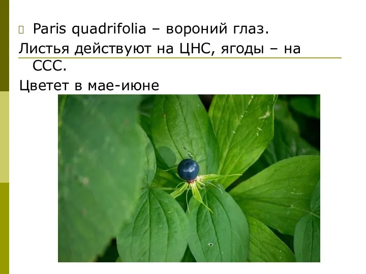 Paris quadrifolia – вороний глаз. Листья действуют на ЦНС, ягоды – на ССС. Цветет в мае-июне