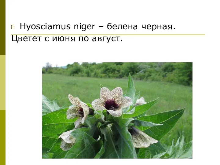 Hyosciamus niger – белена черная. Цветет с июня по август.