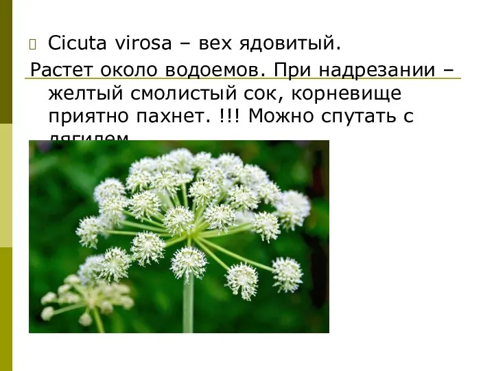 Cicuta virosa – вех ядовитый. Растет около водоемов. При надрезании – желтый