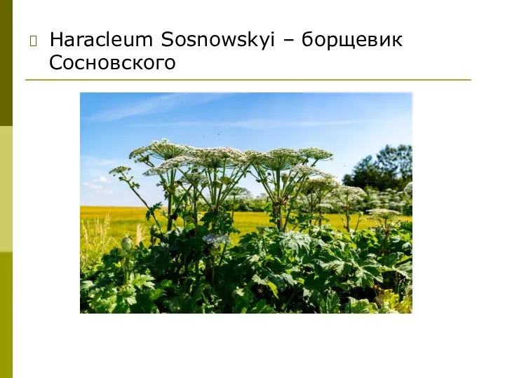 Haracleum Sosnowskyi – борщевик Сосновского