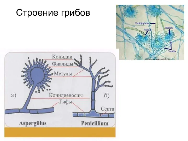 Строение грибов