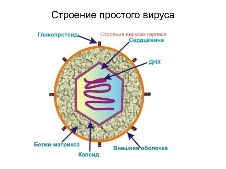 Строение простого вируса