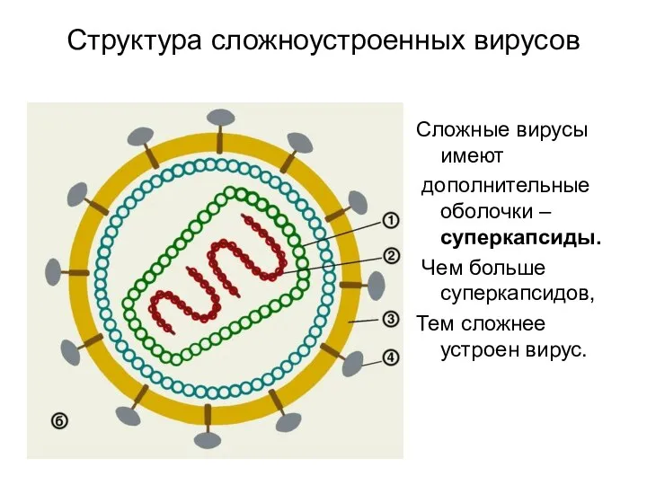 Структура сложноустроенных вирусов Сложные вирусы имеют дополнительные оболочки – суперкапсиды. Чем больше