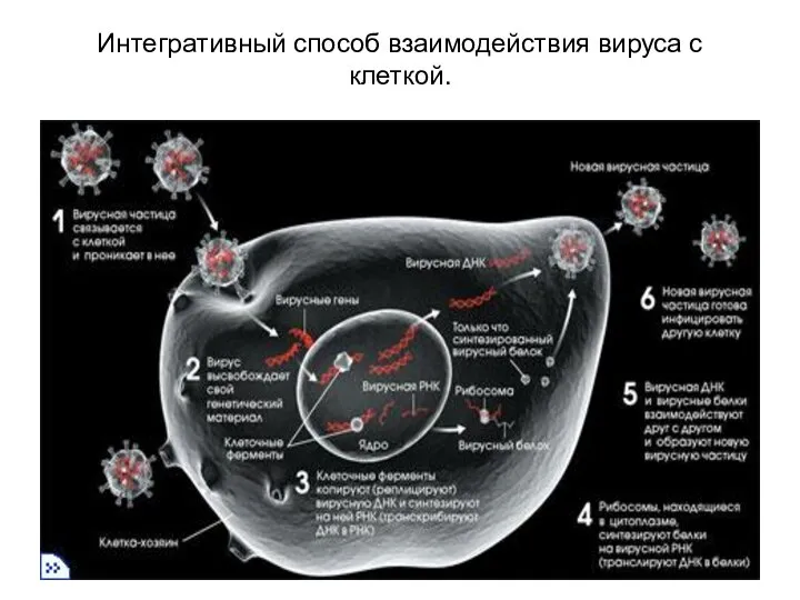 Интегративный способ взаимодействия вируса с клеткой.