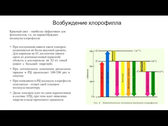 Возбуждение хлорофилла Красный свет – наиболее эффективен для фотосинтеза, т.к. не перевозбуждает