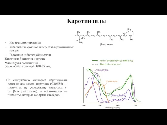 Каротиноиды Изопреновая структура Улавливание фотонов и передача в реакционные центры Рассеяние избыточной