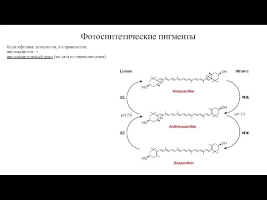 Фотосинтетические пигменты Ксантофиллы: зеаксантин, антераксантин, виолаксантин → виолаксантиновый цикл (защита от переосвещения)