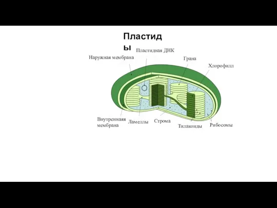 Наружная мембрана Внутреннаяя мембрана Ламеллы Строма Тилакоиды Рибосомы Пластидная ДНК Грана Хлорофилл Пластиды