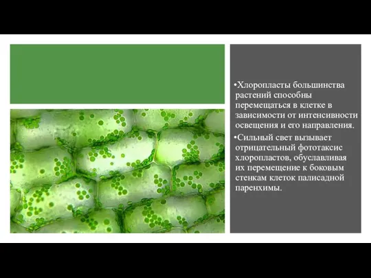 Хлоропласты большинства растений способны перемещаться в клетке в зависимости от интенсивности освещения