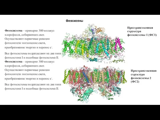 Фотосистемы Фотосистема – примерно 300 молекул хлорофилла, собирающих свет. Осуществляют первичные реакции