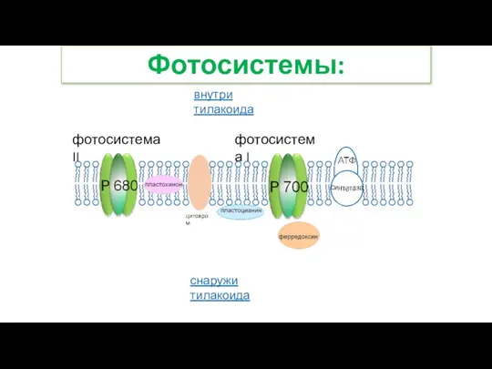 внутри тилакоида снаружи тилакоида цитохром фотосистема II фотосистема I Фотосистемы: