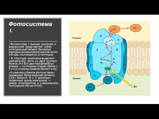 Фотосистема I. Фотосистема I высших растений и водорослей представляет собой интегральный пигмент-белковый
