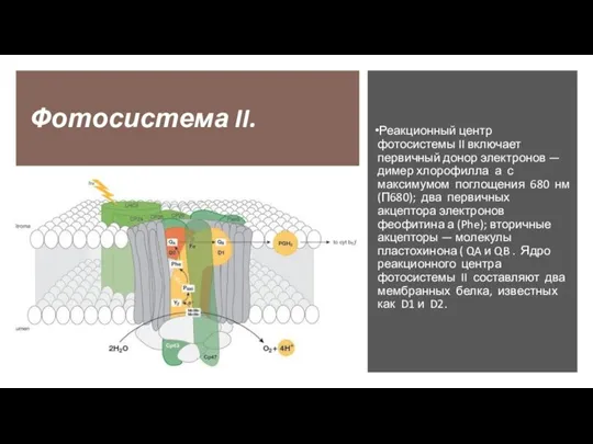 Фотосистема II. Реакционный центр фотосистемы II включает первичный донор электронов — димер