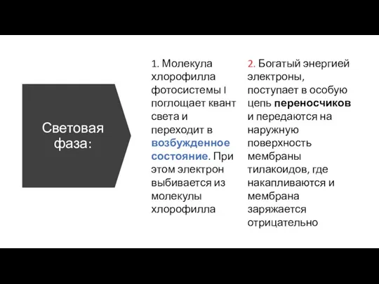 Световая фаза: 1. Молекула хлорофилла фотосистемы I поглощает квант света и переходит