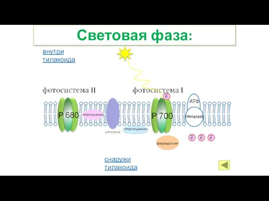 Световая фаза: снаружи тилакоида внутри тилакоида