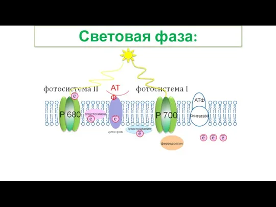 Световая фаза: АТФ