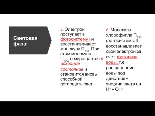 Световая фаза: 5. Электрон поступает в фотосистему I и восстанавливает молекулу П700.