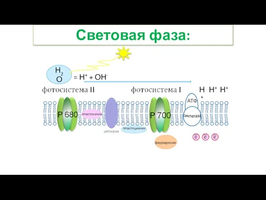 Световая фаза: Н2О = Н+ + ОН- Н+ Н+ Н+