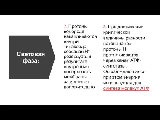 Световая фаза: 7. Протоны водорода накапливаются внутри тилакоида, создавая Н+-резервуар. В результате