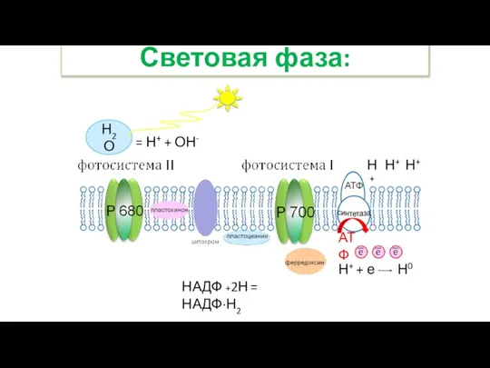 Световая фаза: Н2О = Н+ + ОН- Н+ Н+ Н+ АТФ НАДФ