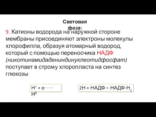 Световая фаза: 9. Катионы водорода на наружной стороне мембраны присоединяют электроны молекулы