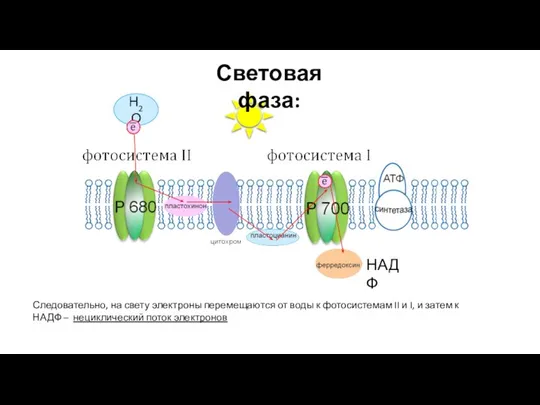 Н2О НАДФ Следовательно, на свету электроны перемещаются от воды к фотосистемам II