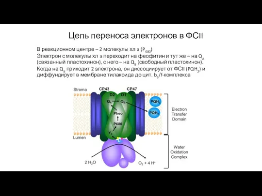 Цепь переноса электронов в ФСII В реакционном центре – 2 молекулы хл