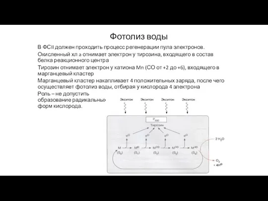 Фотолиз воды В ФСII должен проходить процесс регенерации пула электронов. Окисленный хл