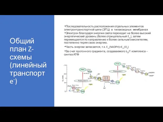 Общий план Z-схемы (линейный транспорт e-) Последовательность расположения отдельных элементов электронтранспортной цепи