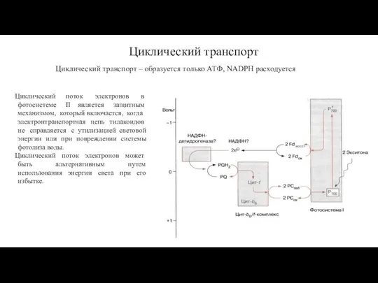 Циклический транспорт Циклический транспорт – образуется только АТФ, NADPH расходуется Циклический поток