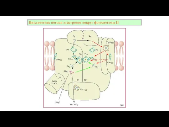 Циклическиe потоки электронов вокруг фотосистемы II