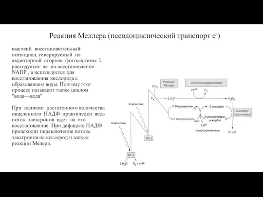 Реакция Меллера (псевдоциклический транспорт e-) высокий восстановительный потенциал, генерируемый на акцепторной стороне