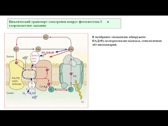 Циклический транспорт электронов вокруг фотосистемы I и хлоропластное дыхание НАД(Ф)Н Дегид- роге-