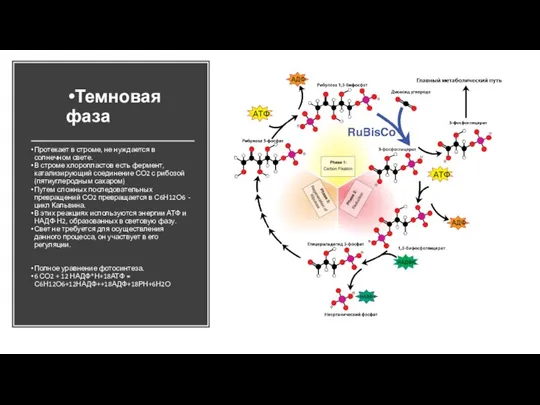 Протекает в строме, не нуждается в солнечном свете. В строме хлоропластов есть