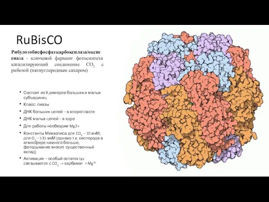 RuBisCO Состоит из 8 димеров больших и малых субъединиц Класс: лиазы ДНК