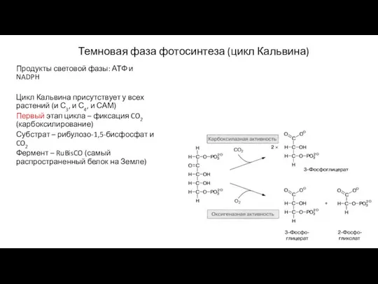 Темновая фаза фотосинтеза (цикл Кальвина) Продукты световой фазы: АТФ и NADPH Цикл