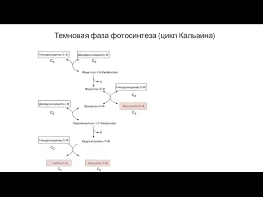 Темновая фаза фотосинтеза (цикл Кальвина)