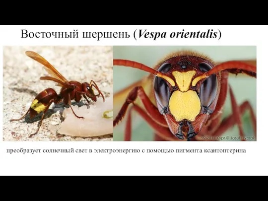 Восточный шершень (Vespa orientalis) преобразует солнечный свет в электроэнергию с помощью пигмента ксантоптерина