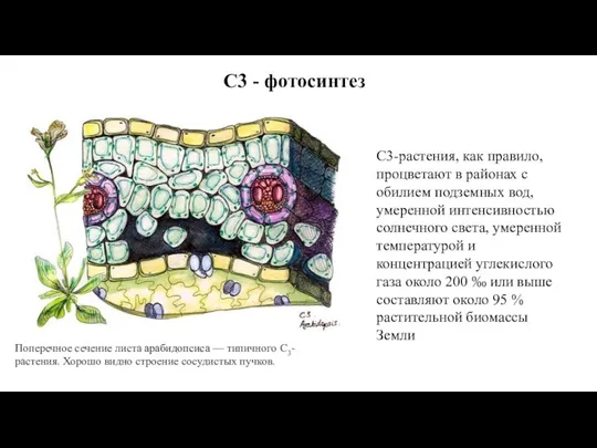 Поперечное сечение листа арабидопсиса — типичного С3-растения. Хорошо видно строение сосудистых пучков.