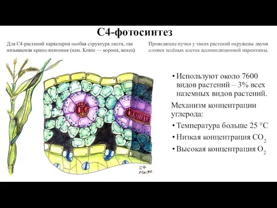 С4-фотосинтез Используют около 7600 видов растений – 3% всех наземных видов растений.